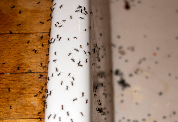 Wasp Removal Services in Madison Park, NJ